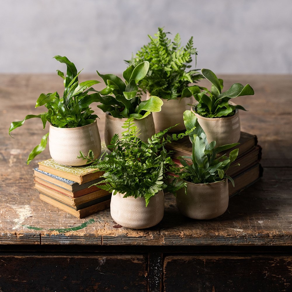 Product options image