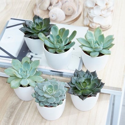 <i>Echeveria starter collection</i> 