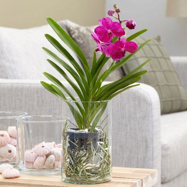 Buy vanda orchid in a glass vase Vanda Tayanee Cerise: £59.99 Delivery by  Crocus