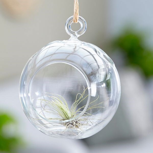 Air Plant Tillandsia Argentea In A Hanging Zoom