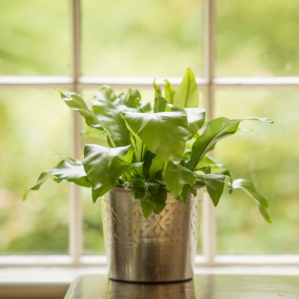 <i>Asplenium nidus</i> 