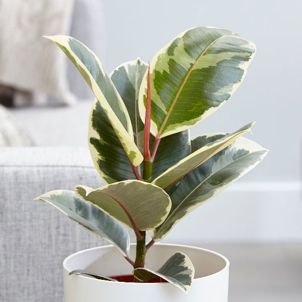 Buy rubber plant Ficus elastica Tineke: £14.99 Delivery by 
