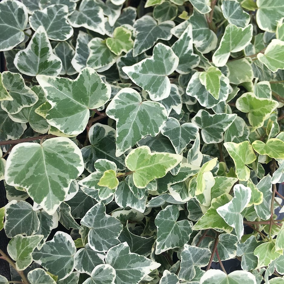 Buy English ivy or common ivy Hedera helix White Wonder: £5.99 Delivery ...
