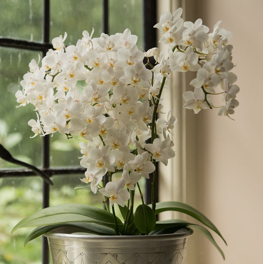 <i>Phalaenopsis</i> 'White Willd Orchid'