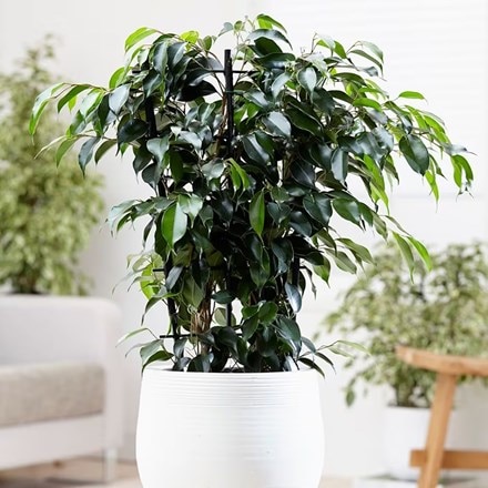 Ficus benjamina Danielle (PBR)