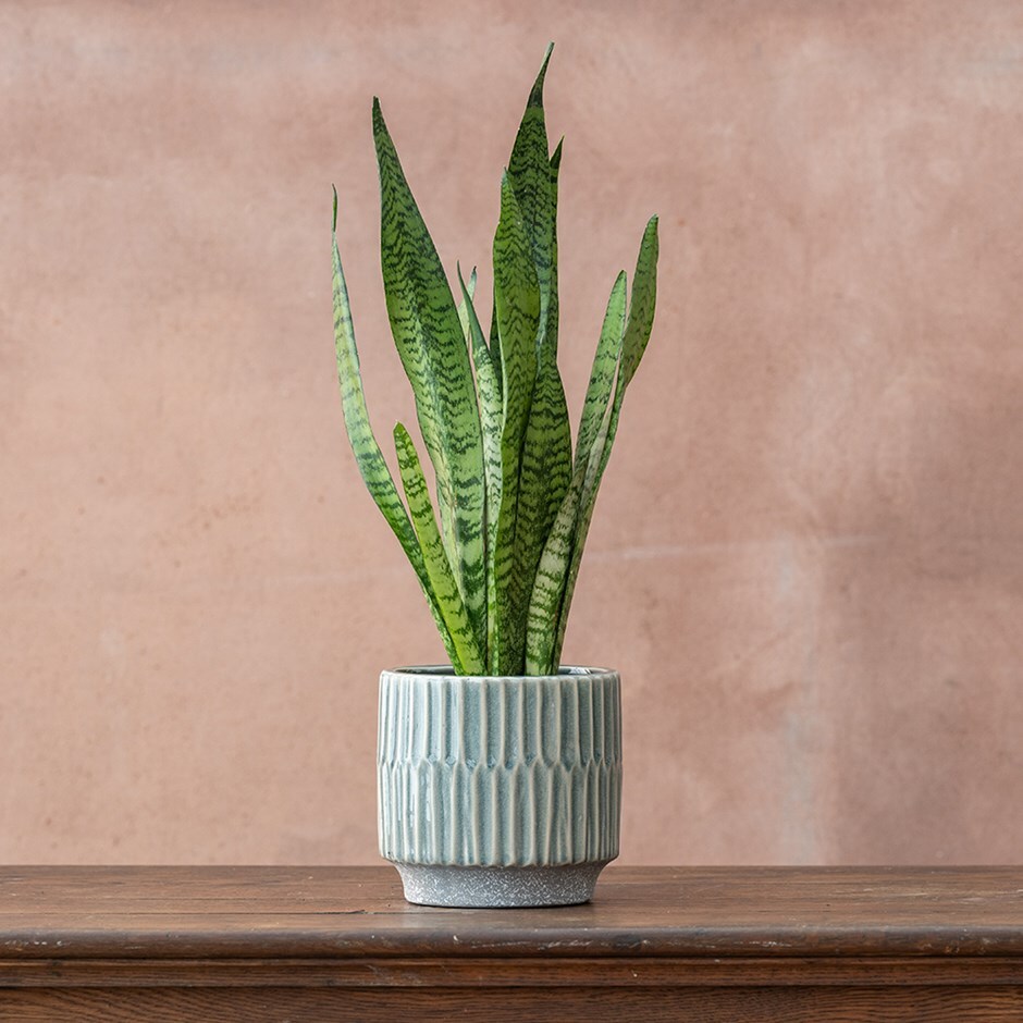 Buy mother-in-law's tongue or snake plant Sansevieria zeylanica: £16.99
