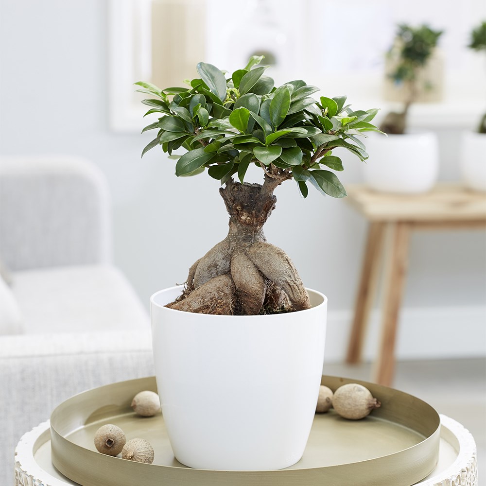 <i>Ficus microcarpa</i> 'Ginseng'