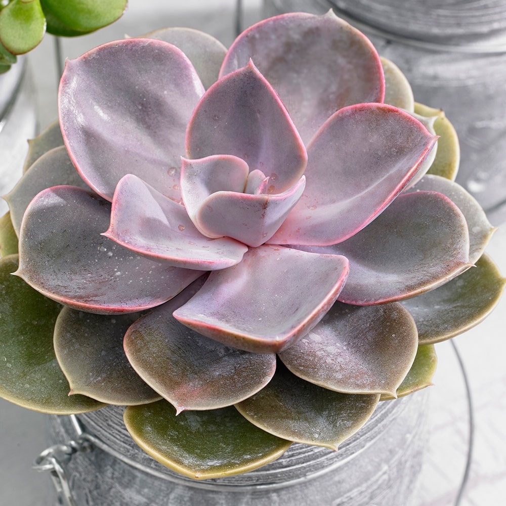 succulent with purple flowers