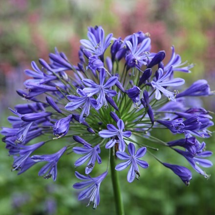 Picture of Agapanthus Headbourne hybrids