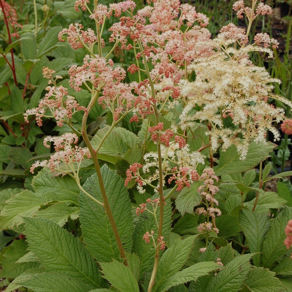 <i>Rodgersia aesculifolia</i> 