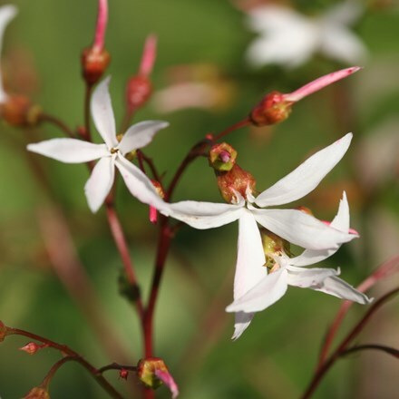 Picture of Gillenia trifoliata