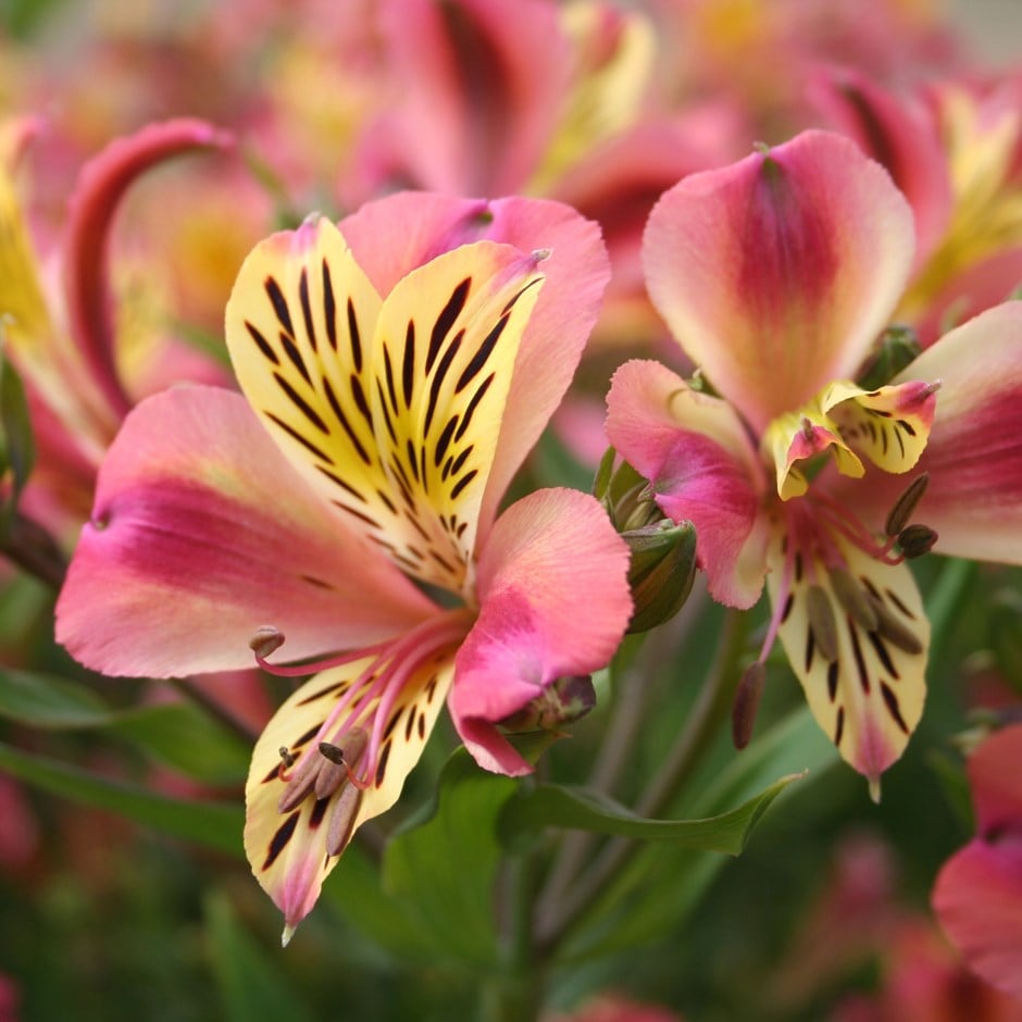 <I>Alstroemeria</i> 'Cahors' (Planet Series)