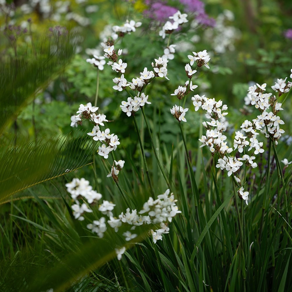 <i>Libertia chilensis</i> 