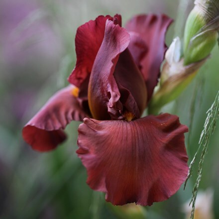 Picture of Iris Dutch Chocolate