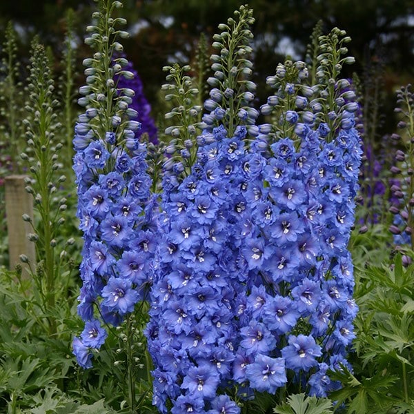 Buy delphinium Delphinium 'Blue Lace (New Millennium Series)'