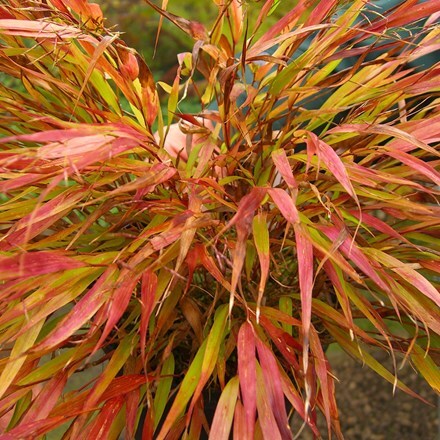 Picture of Hakonechloa macra Nicolas