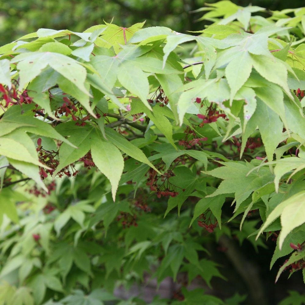 Buy Japanese Maple Acer Palmatum Osakazuki 149 99 Delivery By Crocus