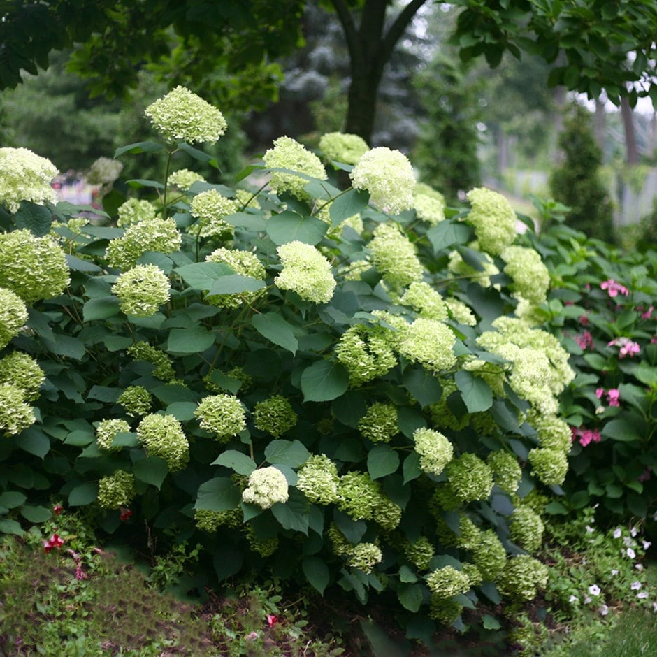 <i>Hydrangea arborescens</i> <b class=small-caps>Lime Rickey</b> ('Smnhalr') (PBR)