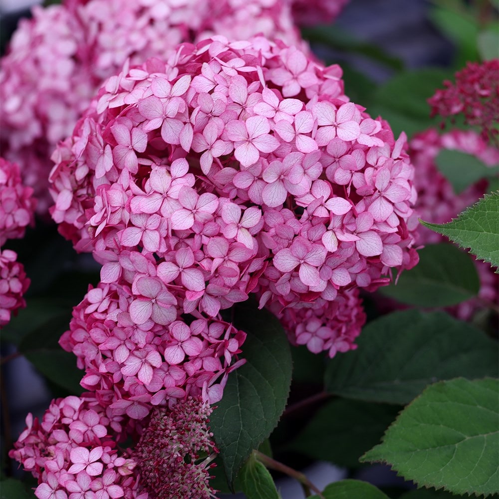 Buy Sevenbark Hydrangea Arborescens Ruby Annabelle Ncha3 PBR   Pl2000028434 