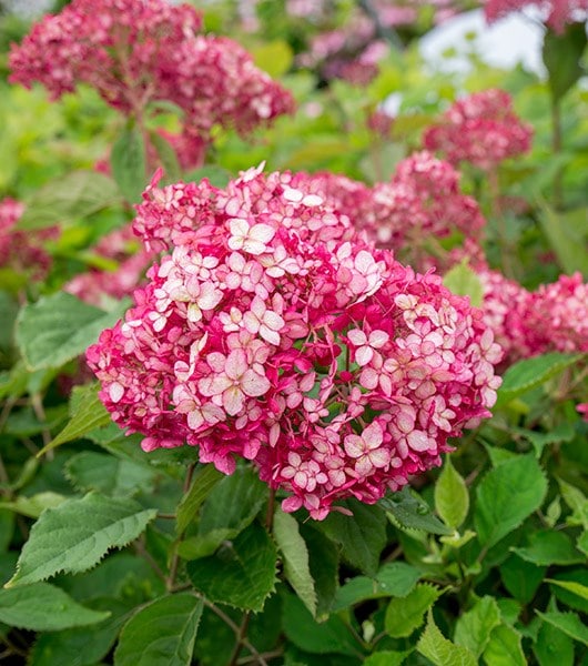 Buy sevenbark ( Ruby Annabelle ) Hydrangea arborescens 'Ruby Annabelle ...