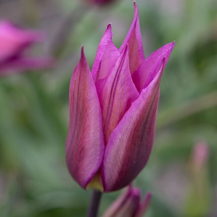 Picture of Tulipa Purple Dream