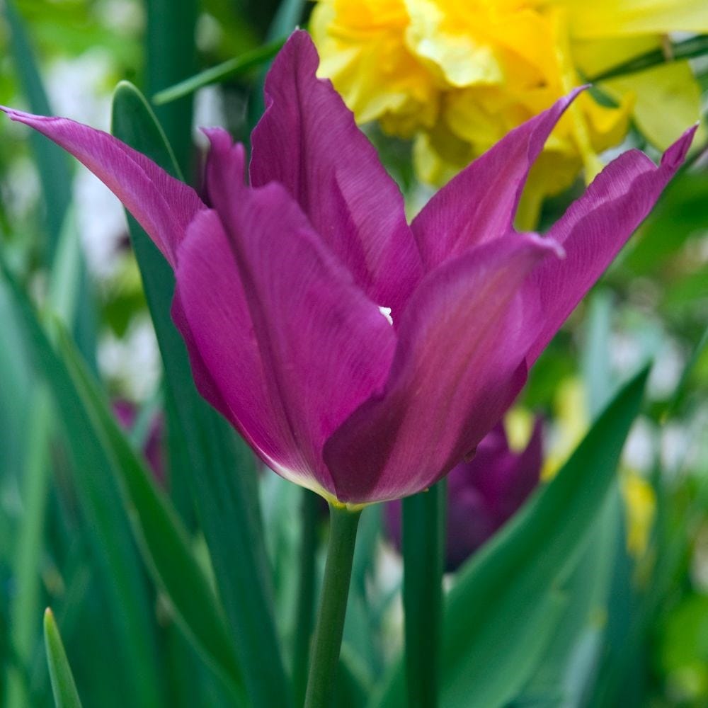 <i>Tulipa</i> 'Purple Dream'