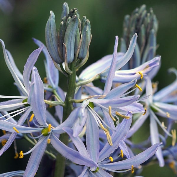 Camassia collection
