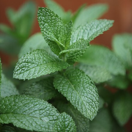 Picture of Mentha spicata English lamb