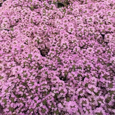 Picture of Thymus serpyllum Russetings