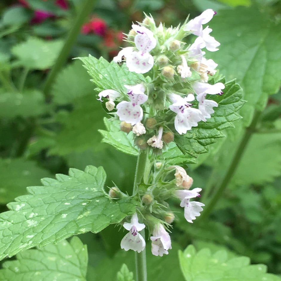 catnip / Nepeta cataria