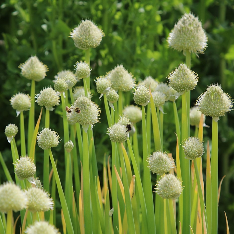 Welsh onion