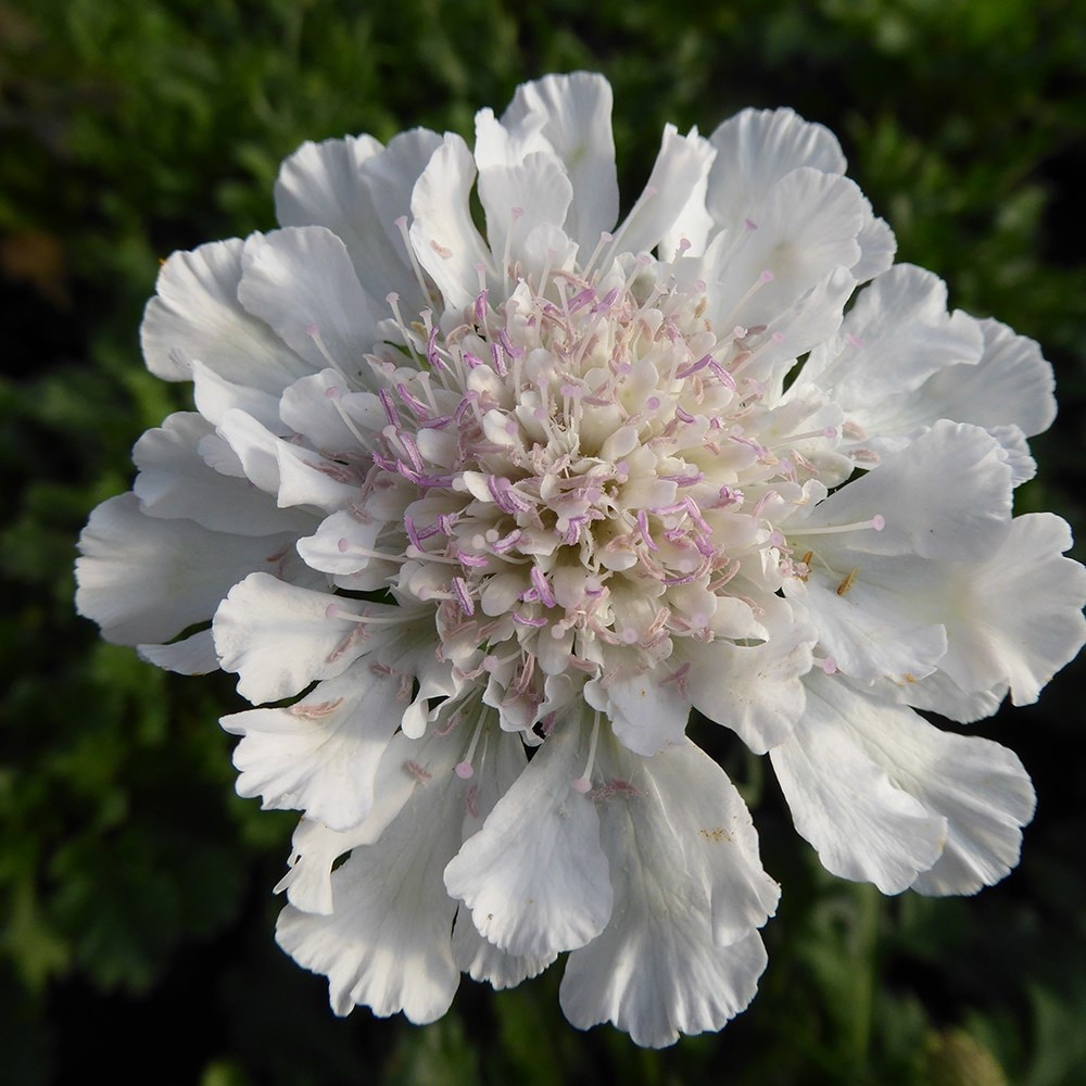 White scabiosa deals