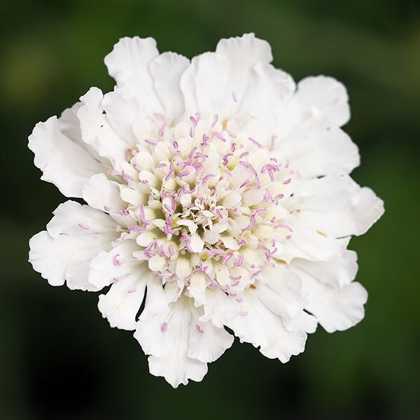 Scabiosa Kudo White ('Ichwit') (Kudo Series)
