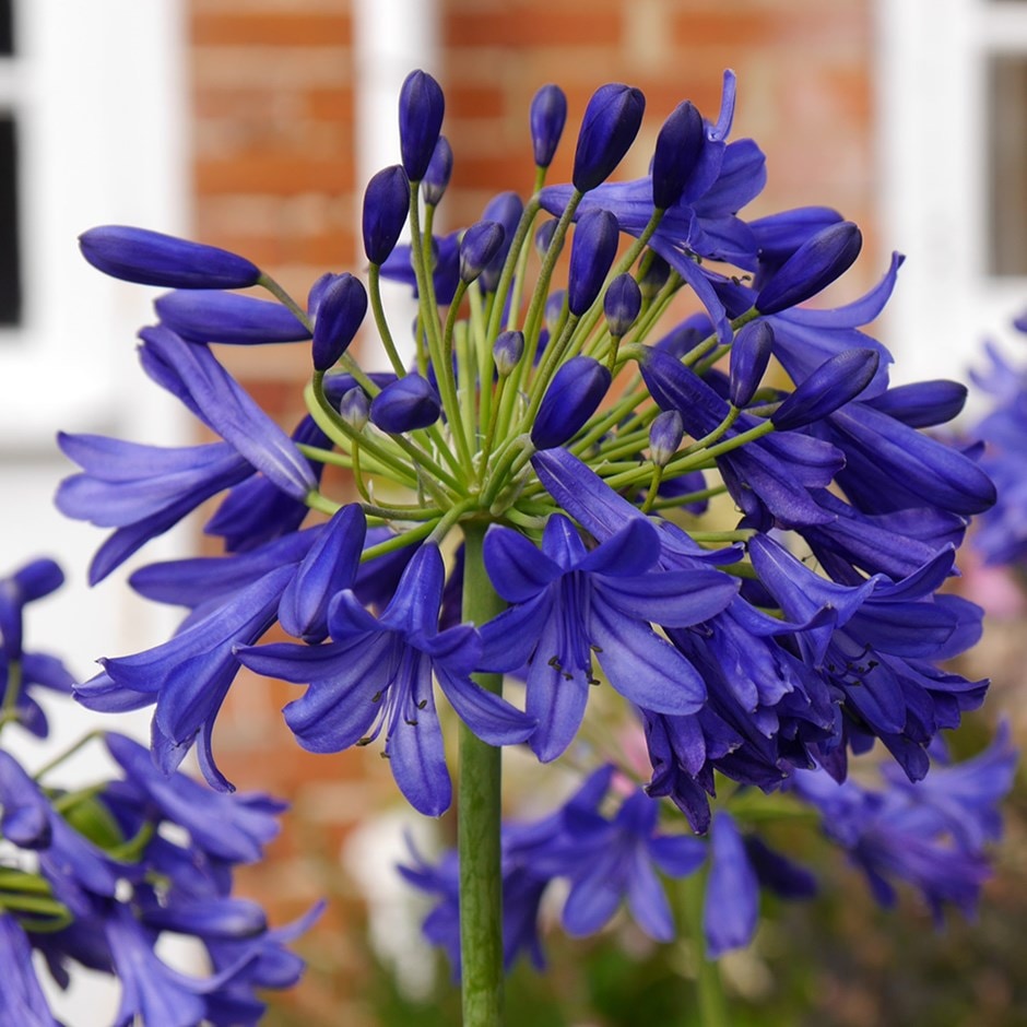 <i>Agapanthus</i> 'Flower of Love'