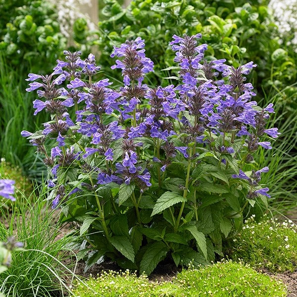 Buy catmint Nepeta Neptune ('Bokratune') (PBR): £7.99 Delivery