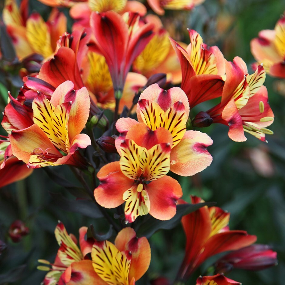 Buy Peruvian Lily Alstroemeria Indian Summer Tesronto Pbr 