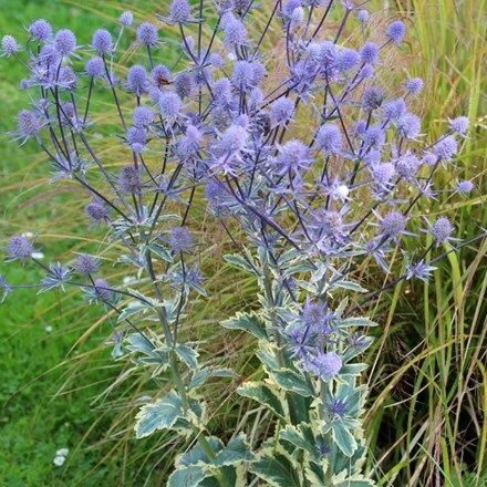 Picture of Eryngium planum Jade Frost (PBR)
