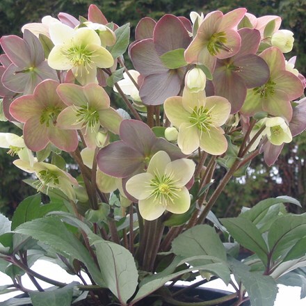 Picture of Helleborus × ballardiae Candy Love (PBR)