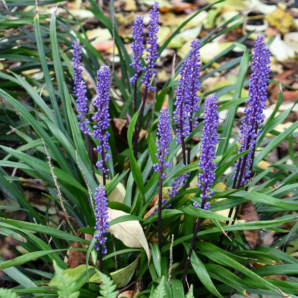 Product options image