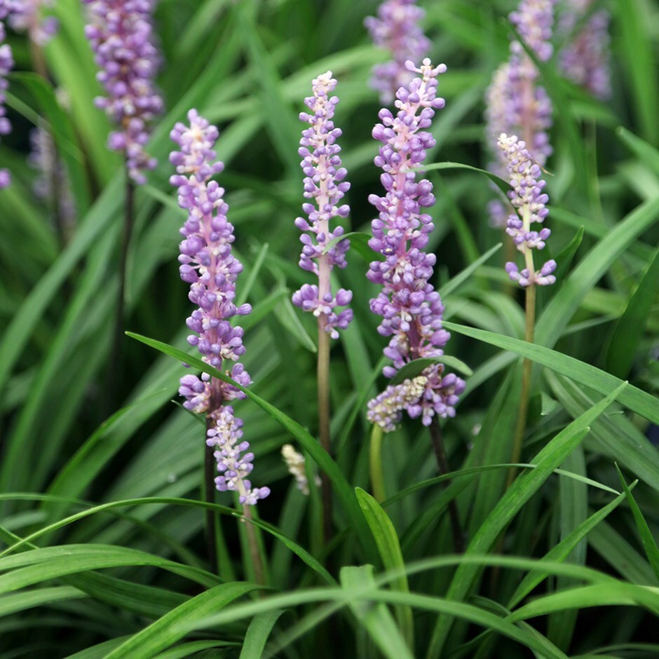 lily-turf
