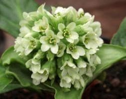 elephant's ears 'Ice Queen'