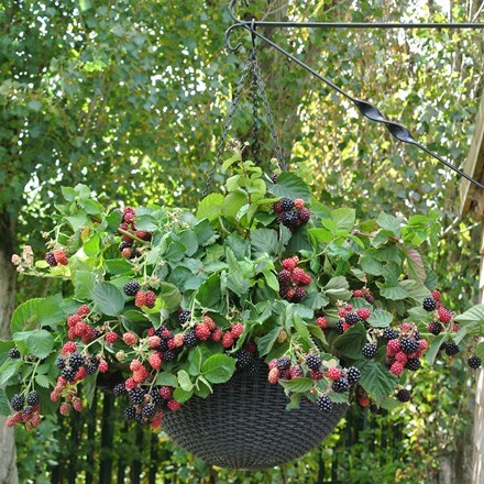 Picture of blackberry Dart's Black Cascade