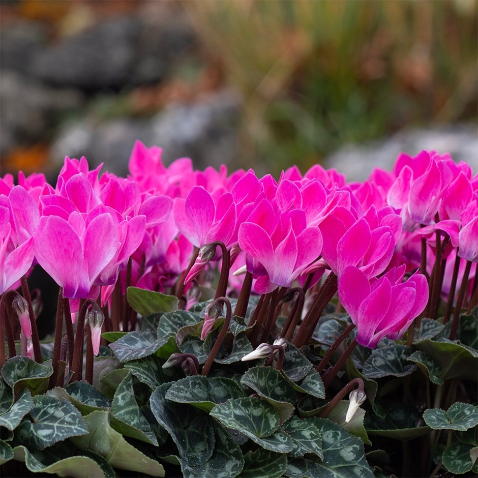 cyclamen <b class=small-caps>Verano Neon Pink</b> (Super Verano Series)