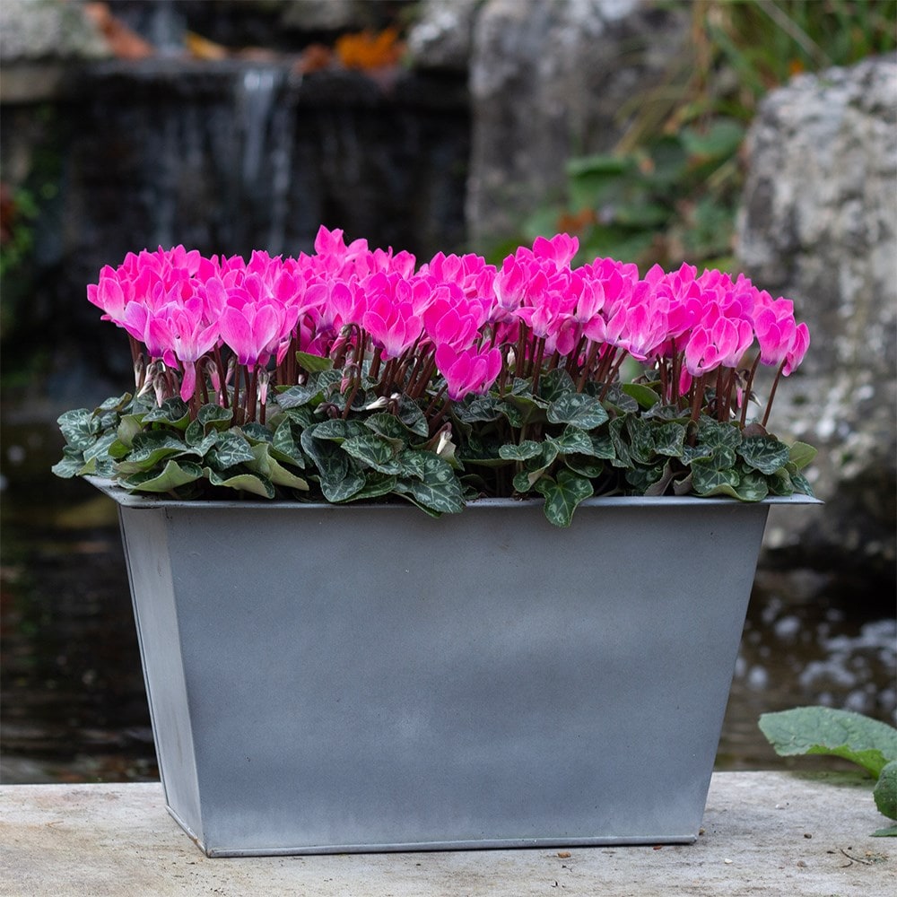 cyclamen <b class=small-caps>Verano Neon Pink</b> (Super Verano Series)