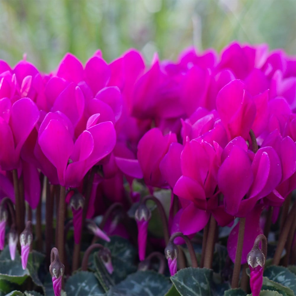 Product options image