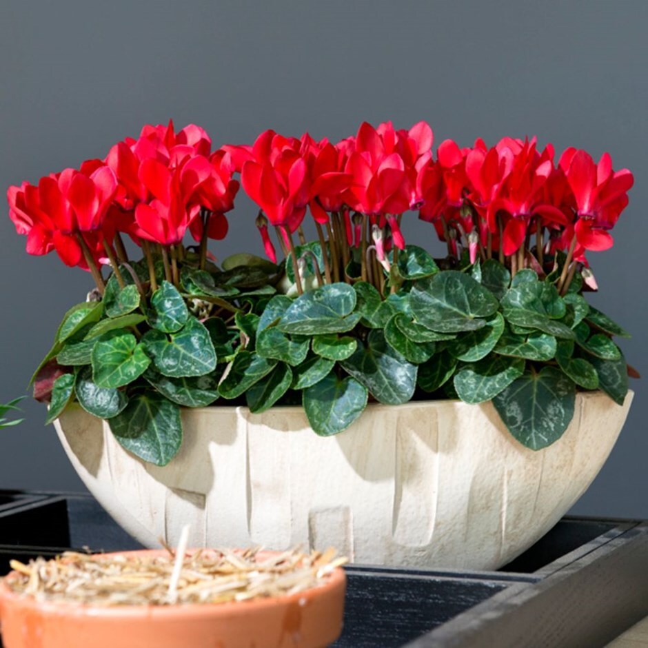 Buy cyclamen Cyclamen persicum Metis Red: £4.99 Delivery by Crocus