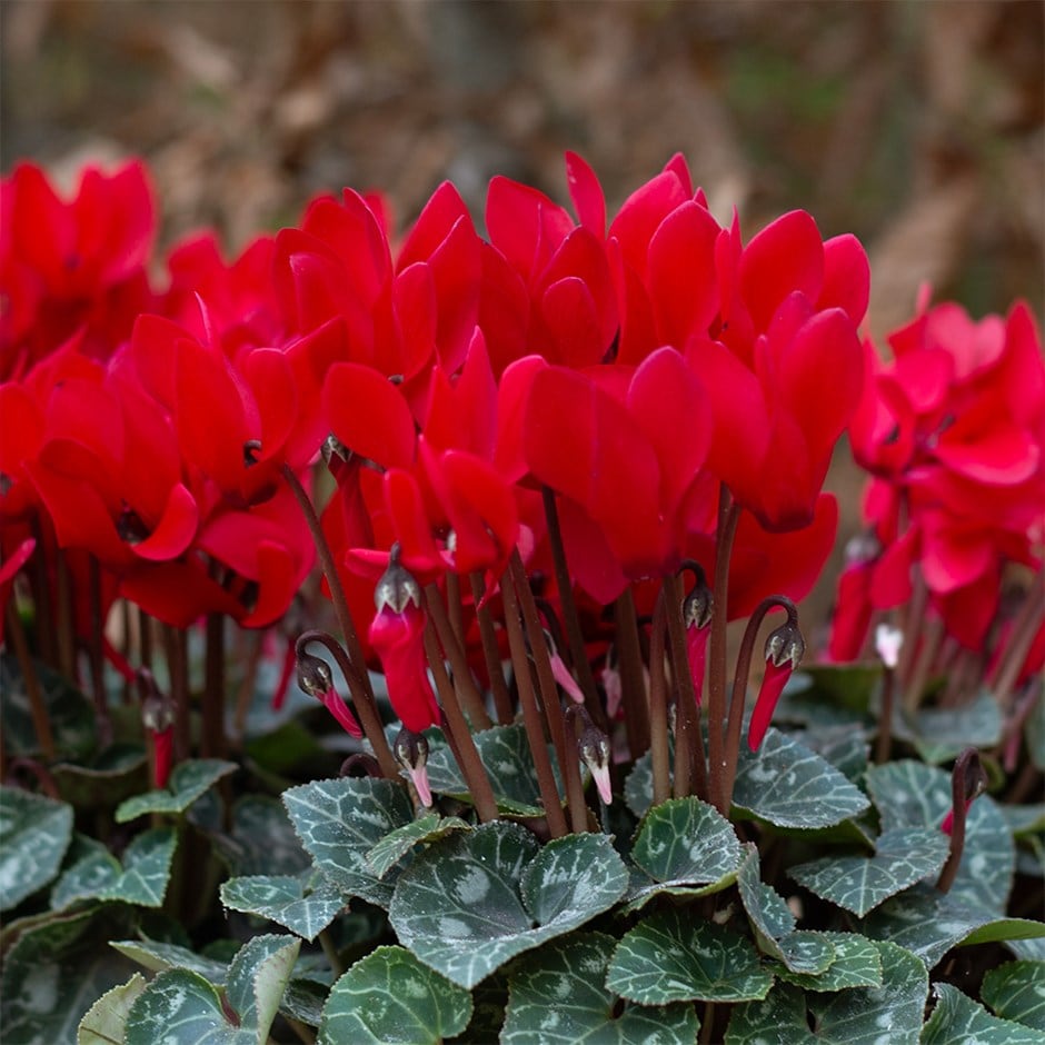 cyclamen <b class=small-caps>Verano Red Improved </b> (Super Verano Series)