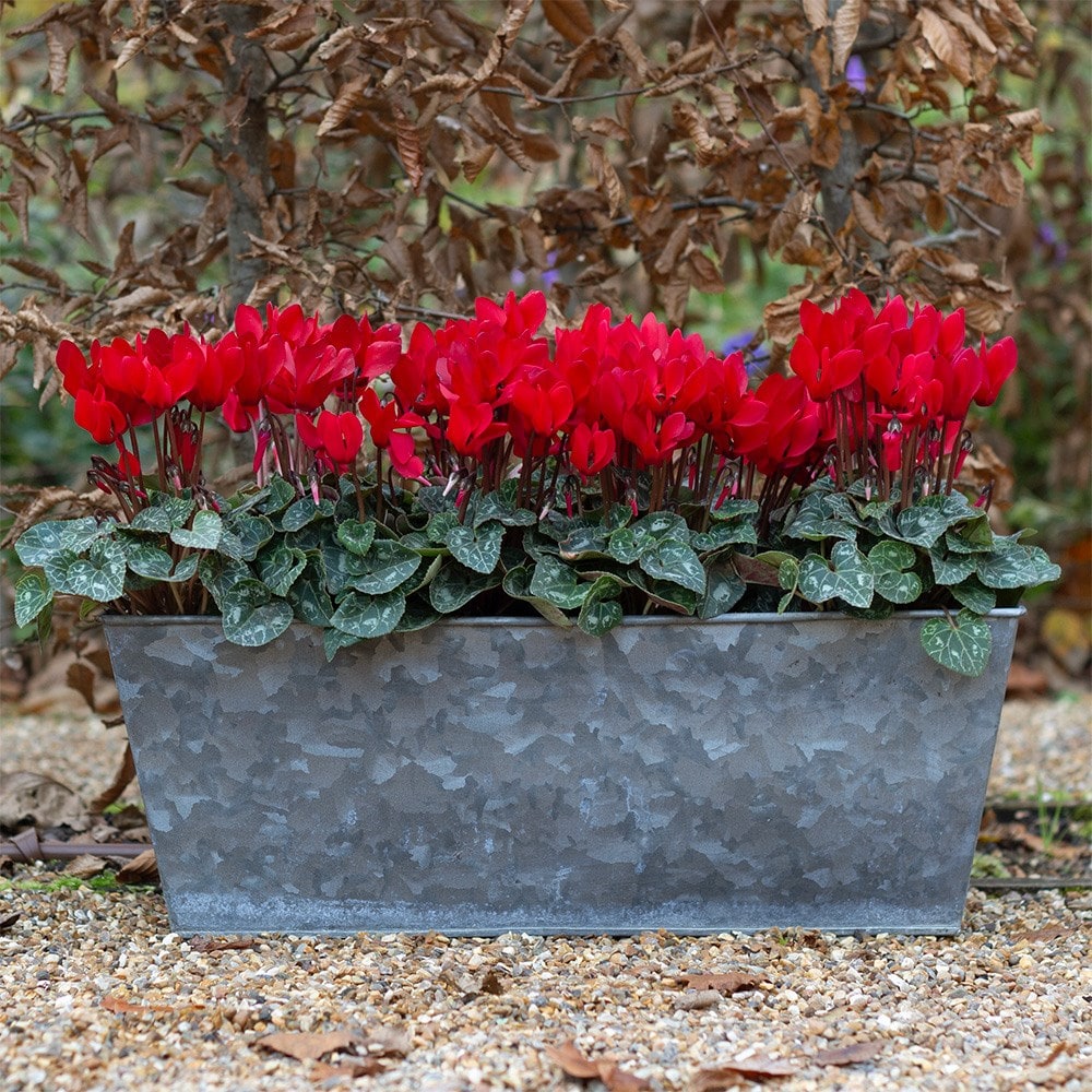 cyclamen <b class=small-caps>Verano Red Improved </b> (Super Verano Series)