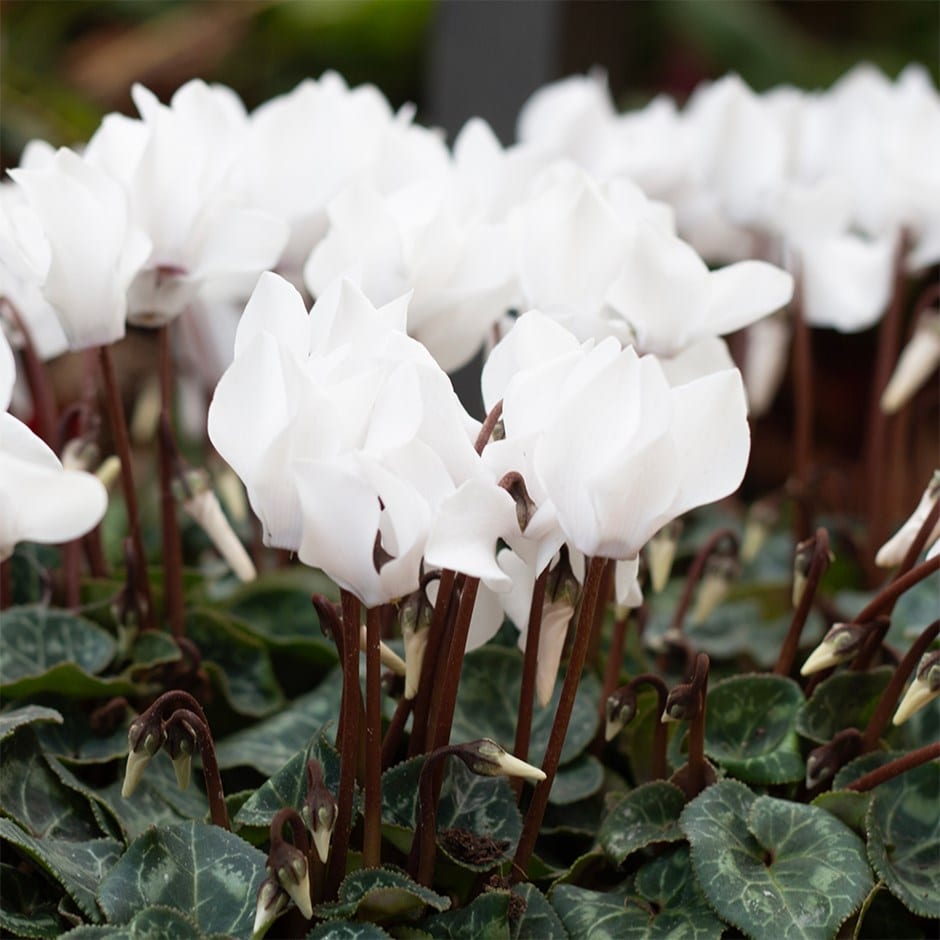 cyclamen <b class=small-caps>Verano Pure White</b> (Super Verano Series)