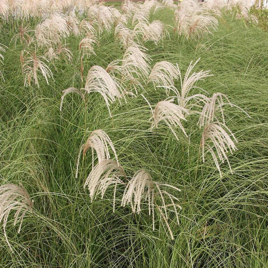 Buy Chinese Silver Grass Miscanthus Sinensis Gracillimus Buy Chinese Silver Grass Miscanthus Sinensis Gracillimus